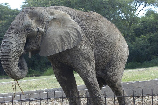  Registro do elefante Jamba feito em 15 de março de 2012 -  (crédito: Cristina Horta/EM/DA. Press)