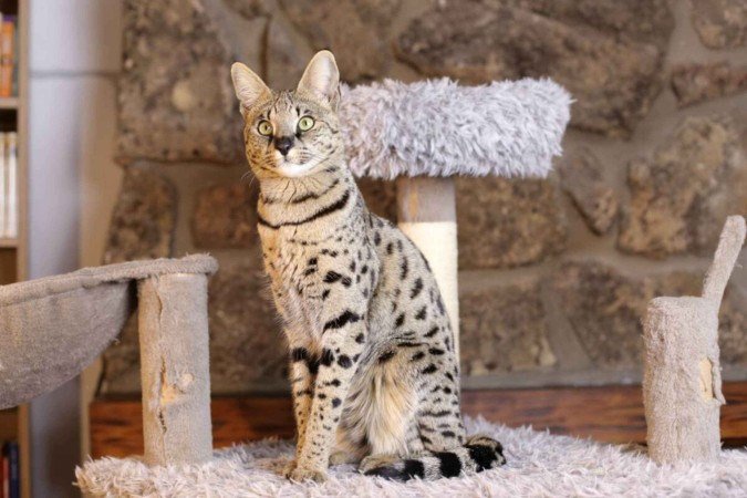 Algumas raças de gato se destacam pelo nível de energia (Imagem: AJR_photo | Shutterstock) - (crédito: EdiCase) Algumas raças de gato se destacam pelo nível de energia (Imagem: AJR_photo | Shutterstock) - (crédito: EdiCase)