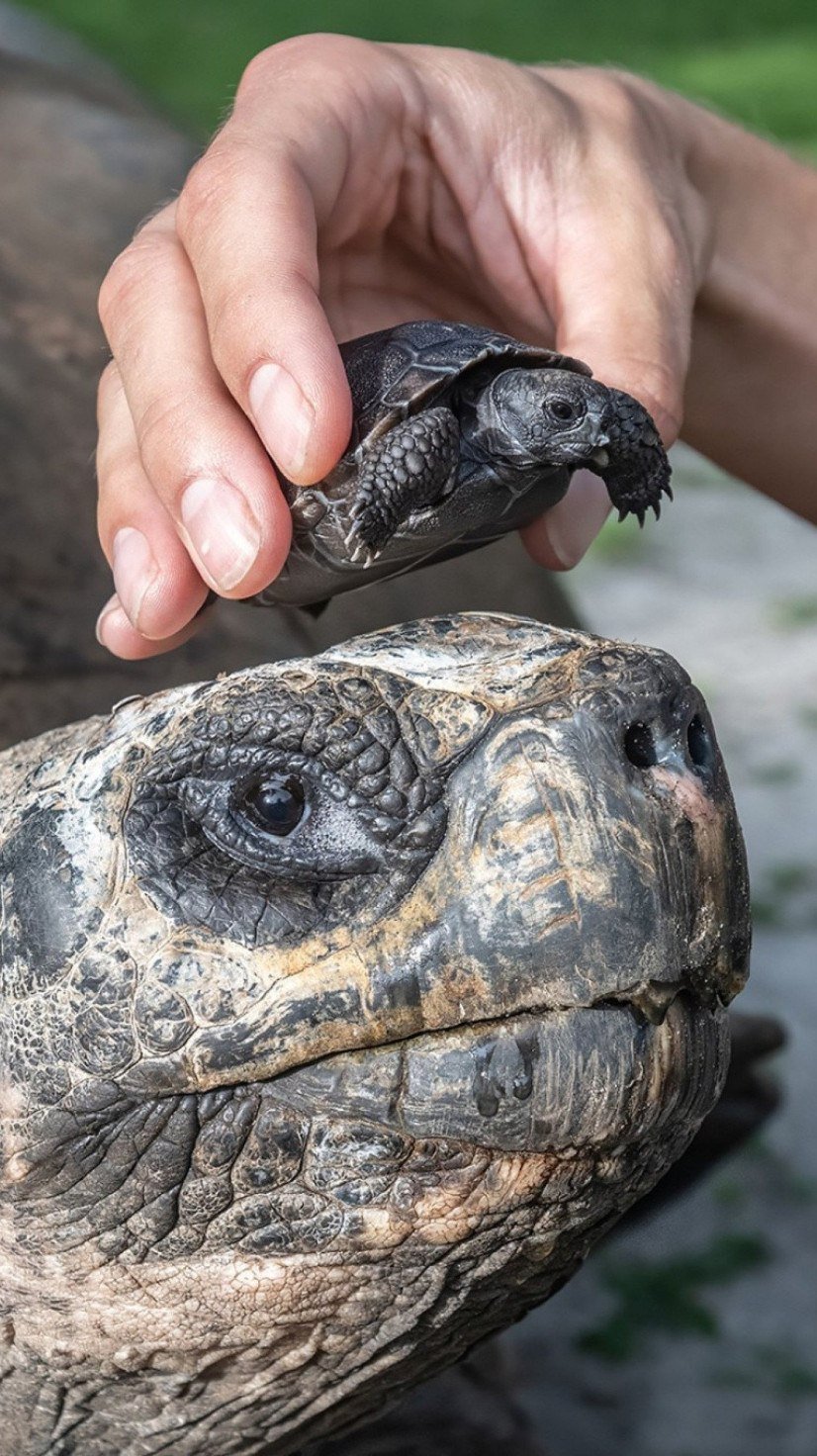 Tartaruga de 135 anos é pai pela primeira vez -  (crédito: Divulgação/Ron Magill/Zoo Miami)