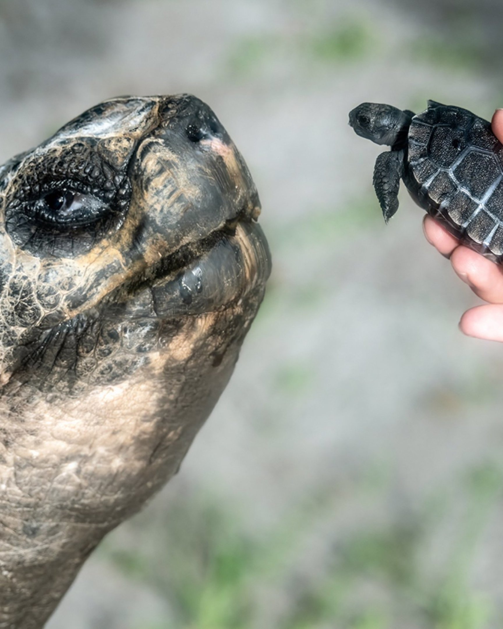 Tartaruga de 135 anos é pai pela primeira vez