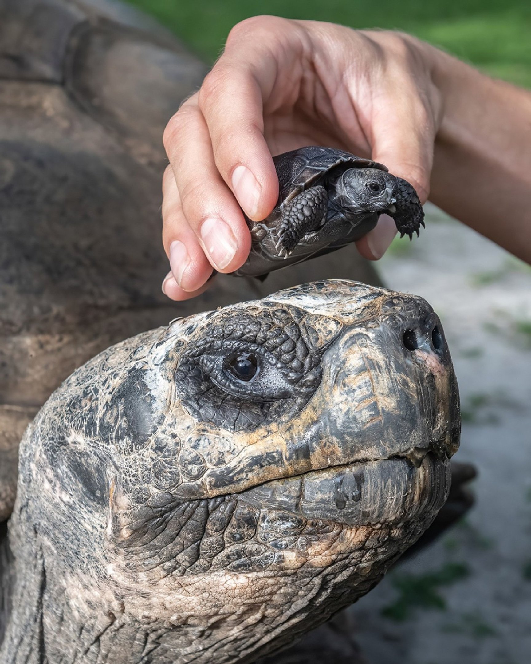 Tartaruga de 135 anos é pai pela primeira vez
