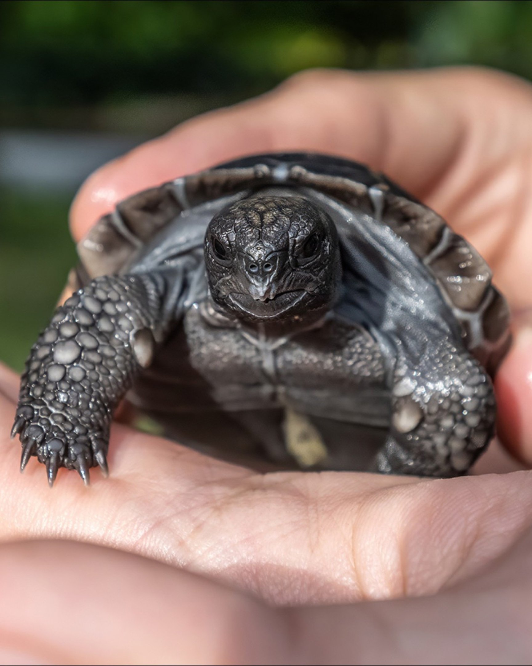 Tartaruga de 135 anos é pai pela primeira vez