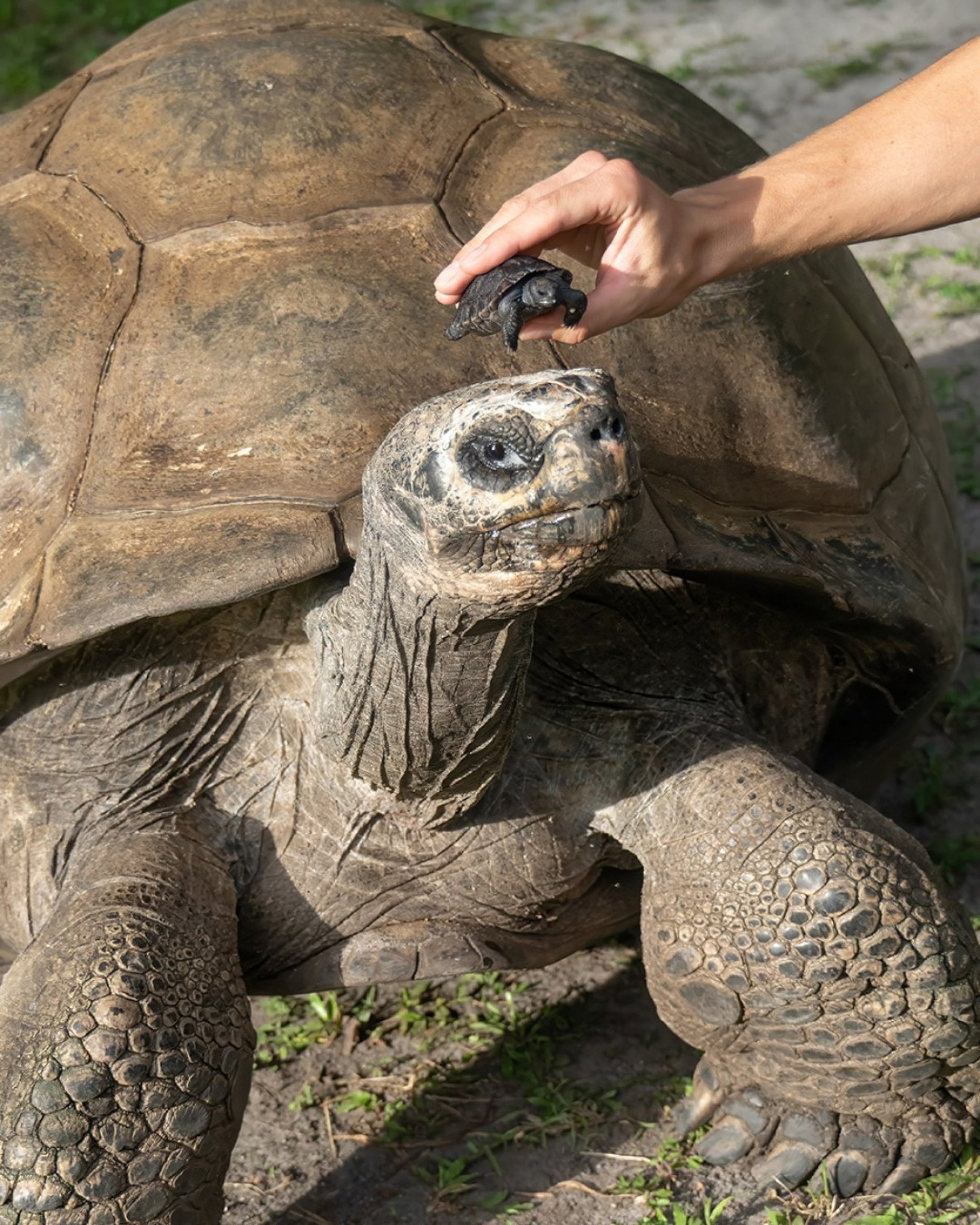 Tartaruga de 135 anos é pai pela primeira vez
