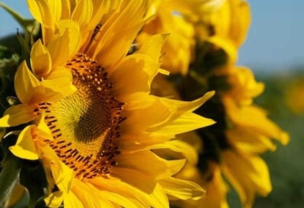 Reprodução/Freepik