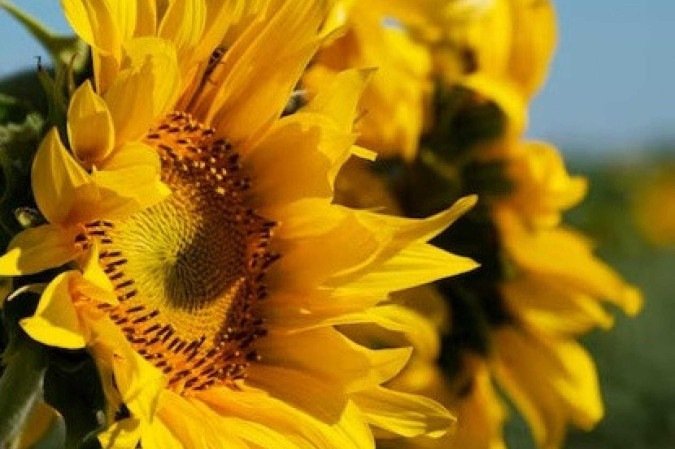 Alimento à base de farinha de girassol pode ser utilizado como substituto da carne - (crédito: Reprodução/Freepik) Alimento à base de farinha de girassol pode ser utilizado como substituto da carne - (crédito: Reprodução/Freepik)