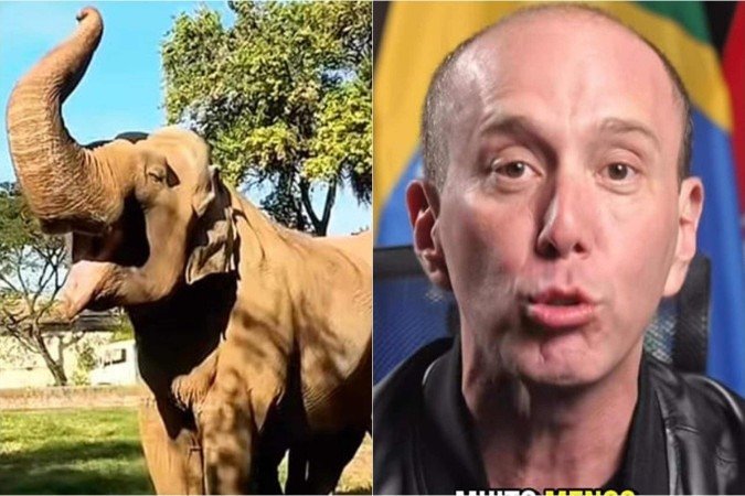 Elefante Sandro: prefeito de Sorocaba chama campanha de famosos de 'lacração' 