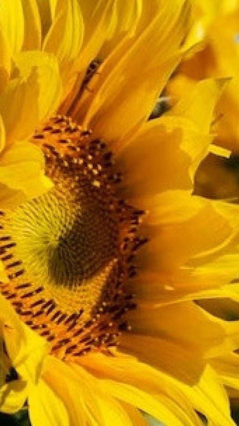 Clover, o girassol que quebrou o recorde de mais alto do mundo