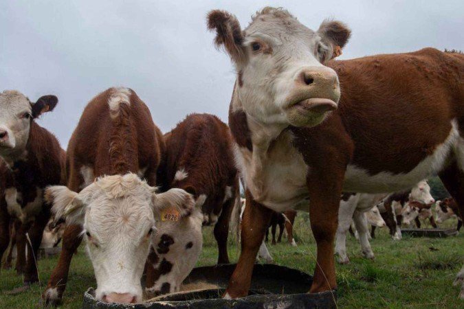 A produção pecuária no Uruguai é parte da essência do país desde antes de se tornar um Estado independente - (crédito: Reuters) A produção pecuária no Uruguai é parte da essência do país desde antes de se tornar um Estado independente - (crédito: Reuters)