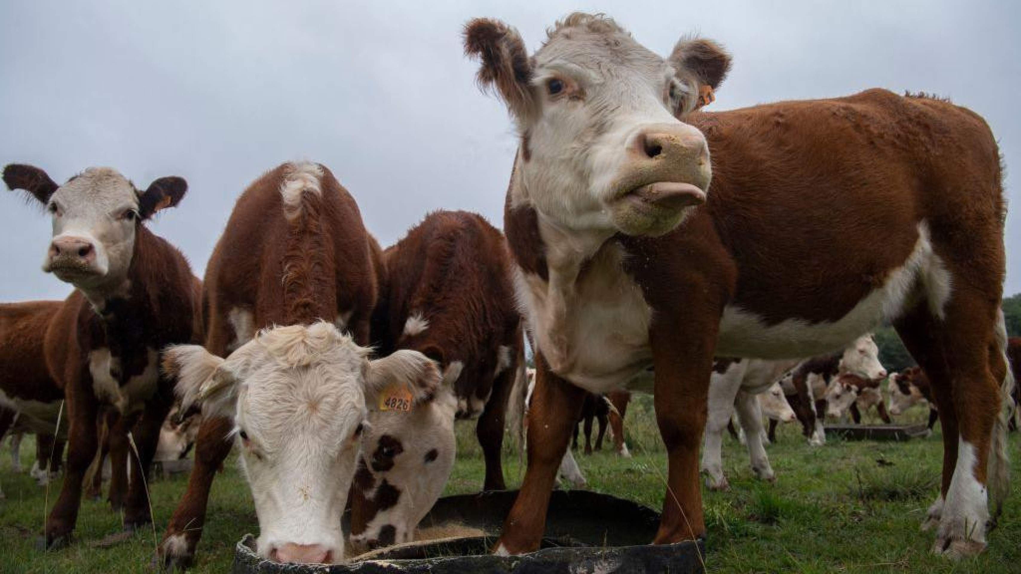 O golpe milionário da 'vaca virtual' que está abalando o Uruguai, um dos maiores produtores de gado do mundo