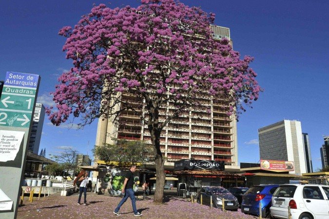 O ipê-roxo é o primeiro a florescer em Brasília - (crédito: Minervino Júnior/CB/D.A.Press) O ipê-roxo é o primeiro a florescer em Brasília - (crédito: Minervino Júnior/CB/D.A.Press)