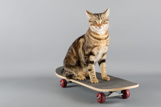 Personalidades do mundo esportivo podem servir de inspiração para ótimos nomes de gatos (Imagem: 135pixels | Shutterstock) - (crédito: EdiCase) Personalidades do mundo esportivo podem servir de inspiração para ótimos nomes de gatos (Imagem: 135pixels | Shutterstock) - (crédito: EdiCase)