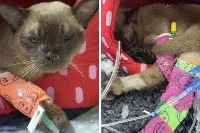 Gatinho Pablo se recupera após acidente em máquina de lavar -  (crédito:  7NEWS)