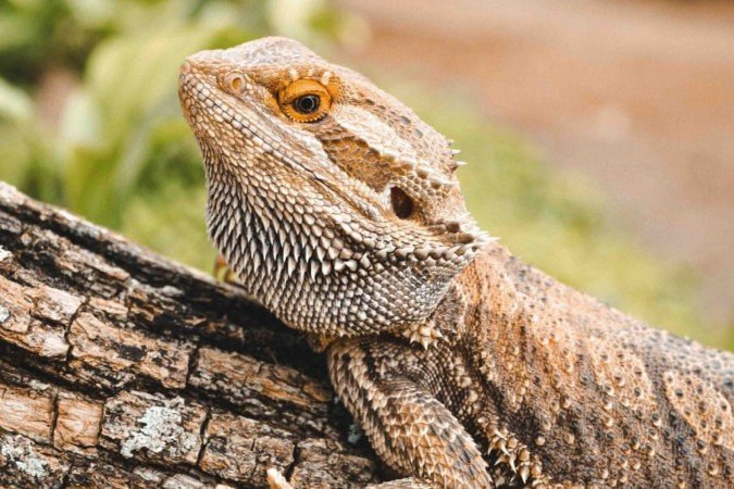 Draco e Dragolino foram os nomes mais votados. - (crédito: Material Cedido ao Correio) Draco e Dragolino foram os nomes mais votados. - (crédito: Material Cedido ao Correio)
