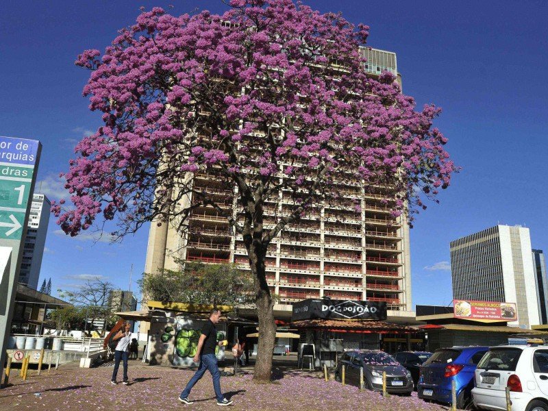 O ipê-roxo é o primeiro a florescer em Brasília -  (crédito: Minervino Júnior/CB/D.A.Press)