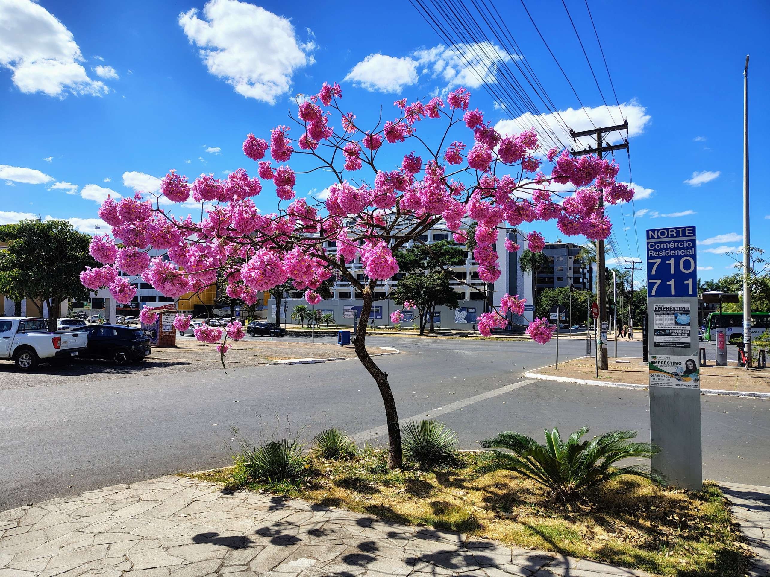 Um dos jovens exemplares da planta que florescem na Asa Norte