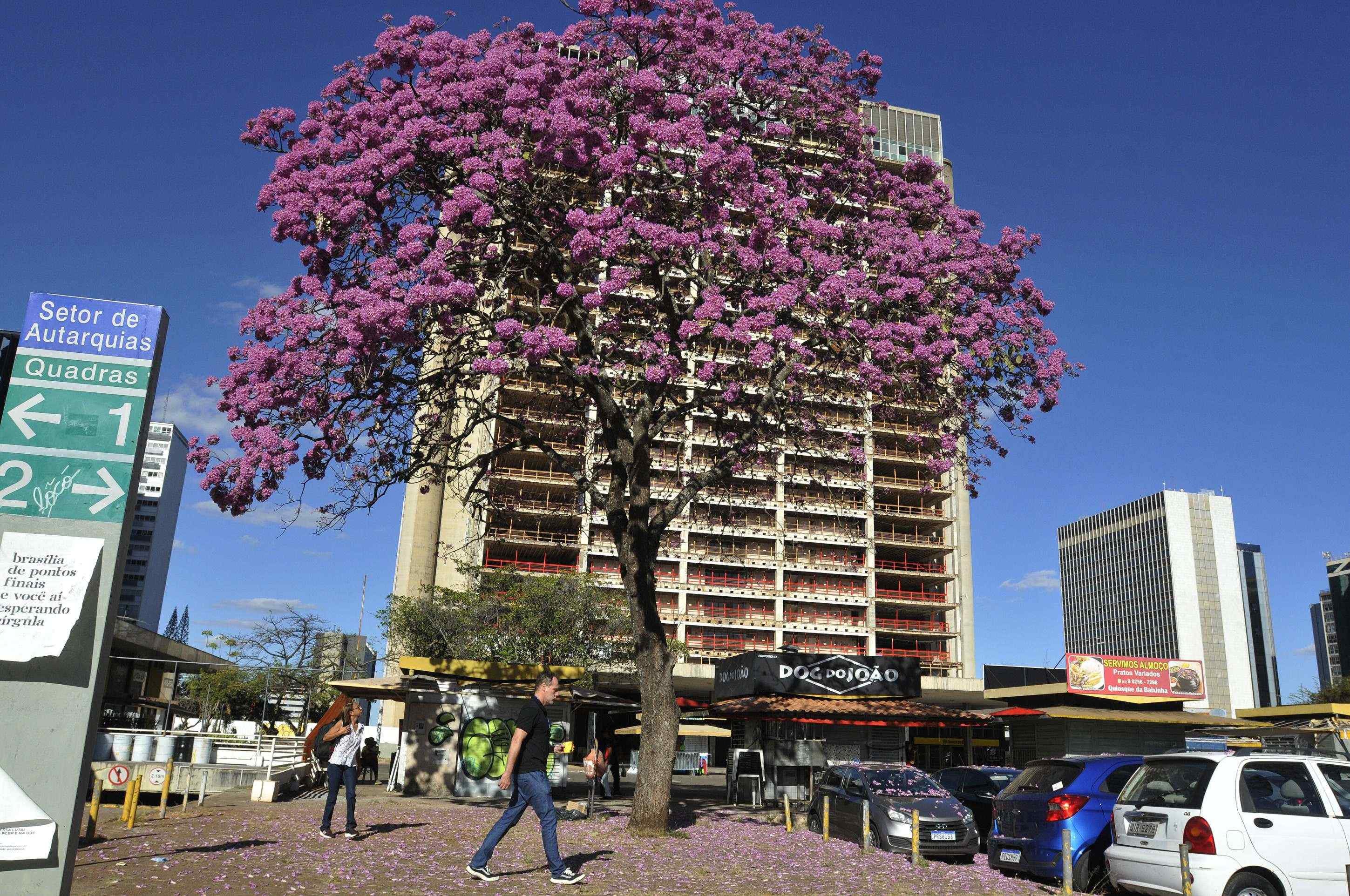 A exuberância dos ipês-roxos toma conta das ruas e encanta brasilienses