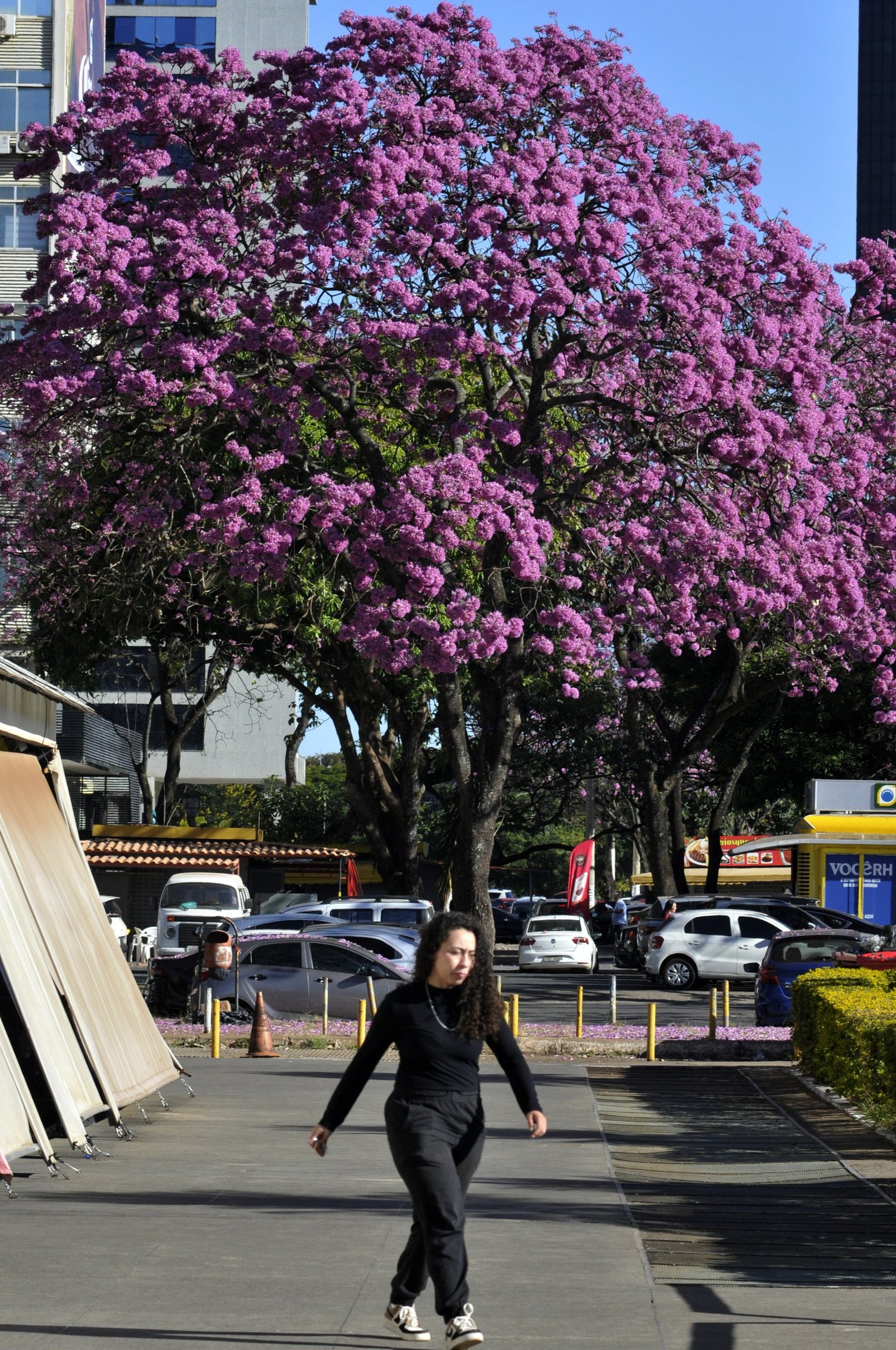 Ipês compõem a paisagem no Setor Bancário Sul