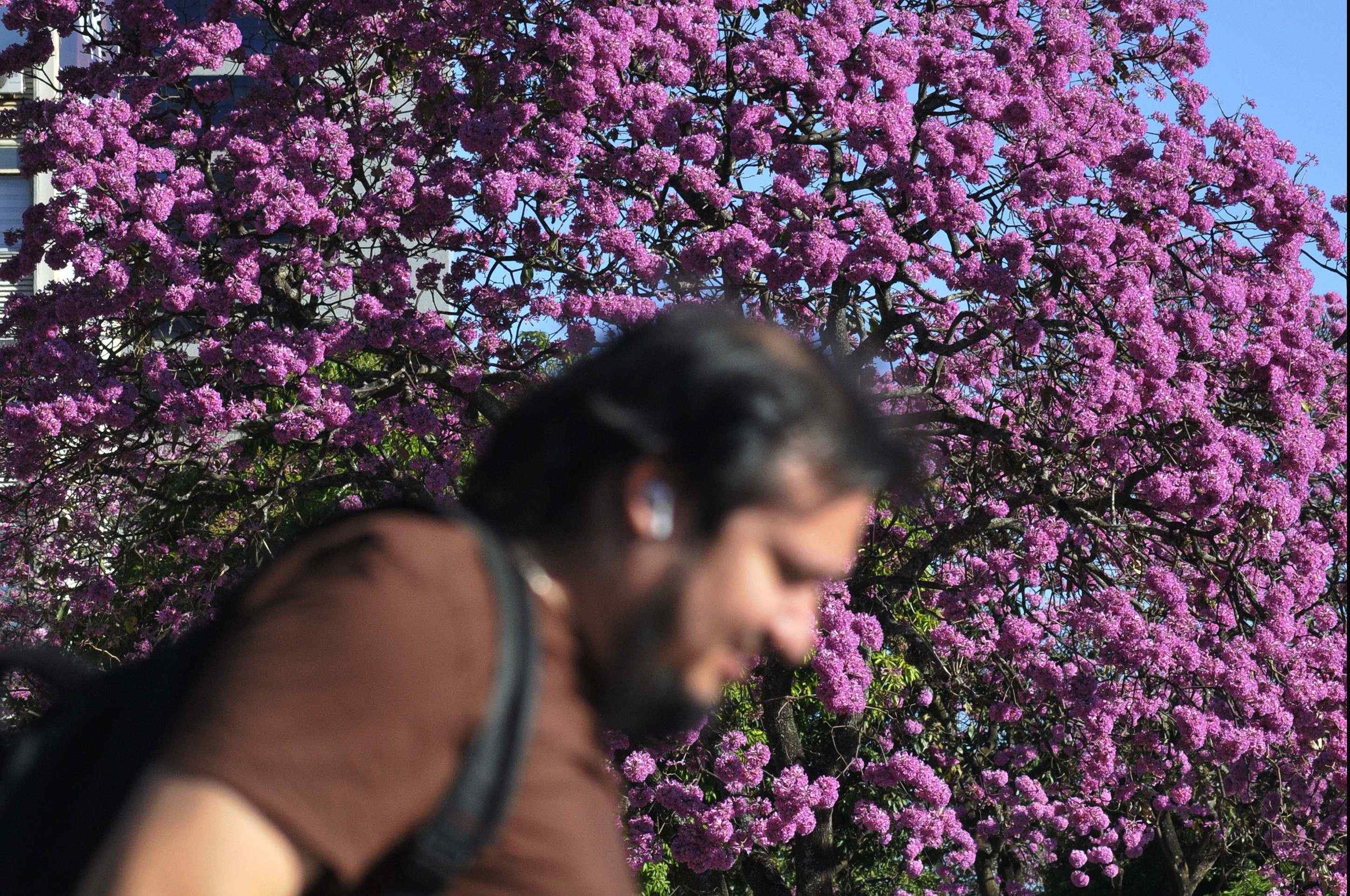 Ipês compõem a paisagem no Setor Bancário Sul