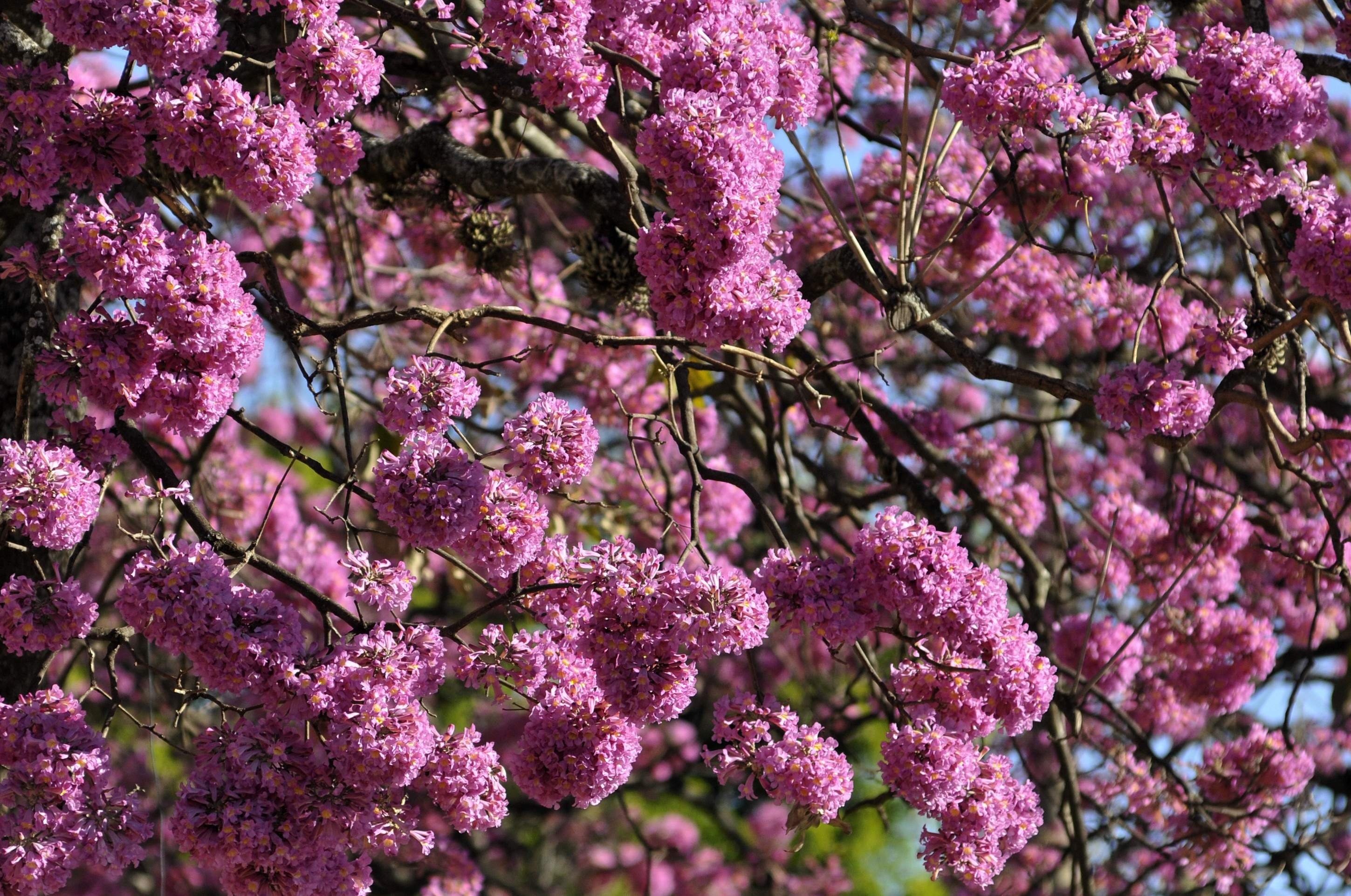 Brasília fica colorida a partir de junho com as floradas dos ipês-roxos