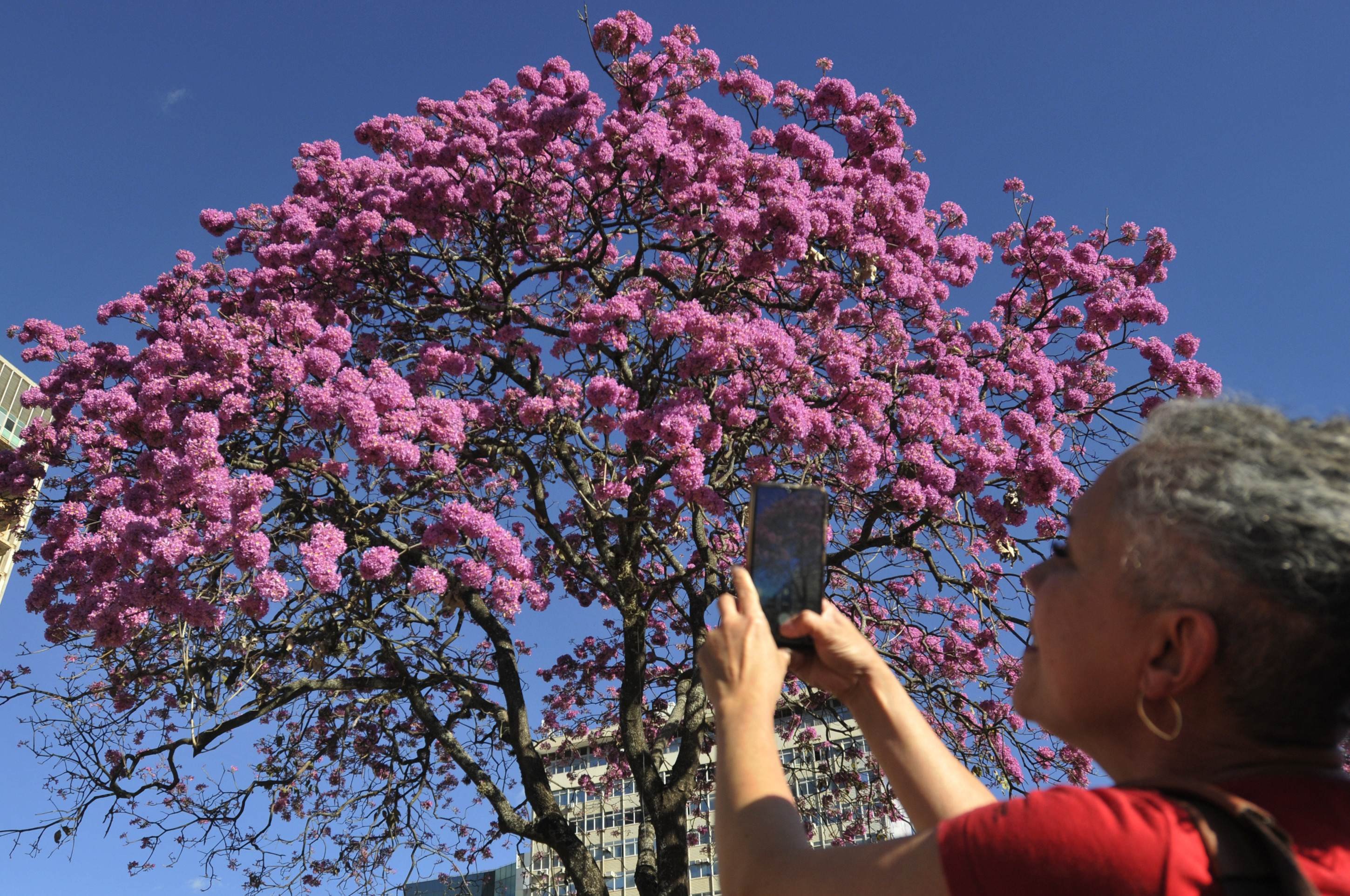 Brasilienses aproveitam para registrar a beleza dos ipês em fotos
