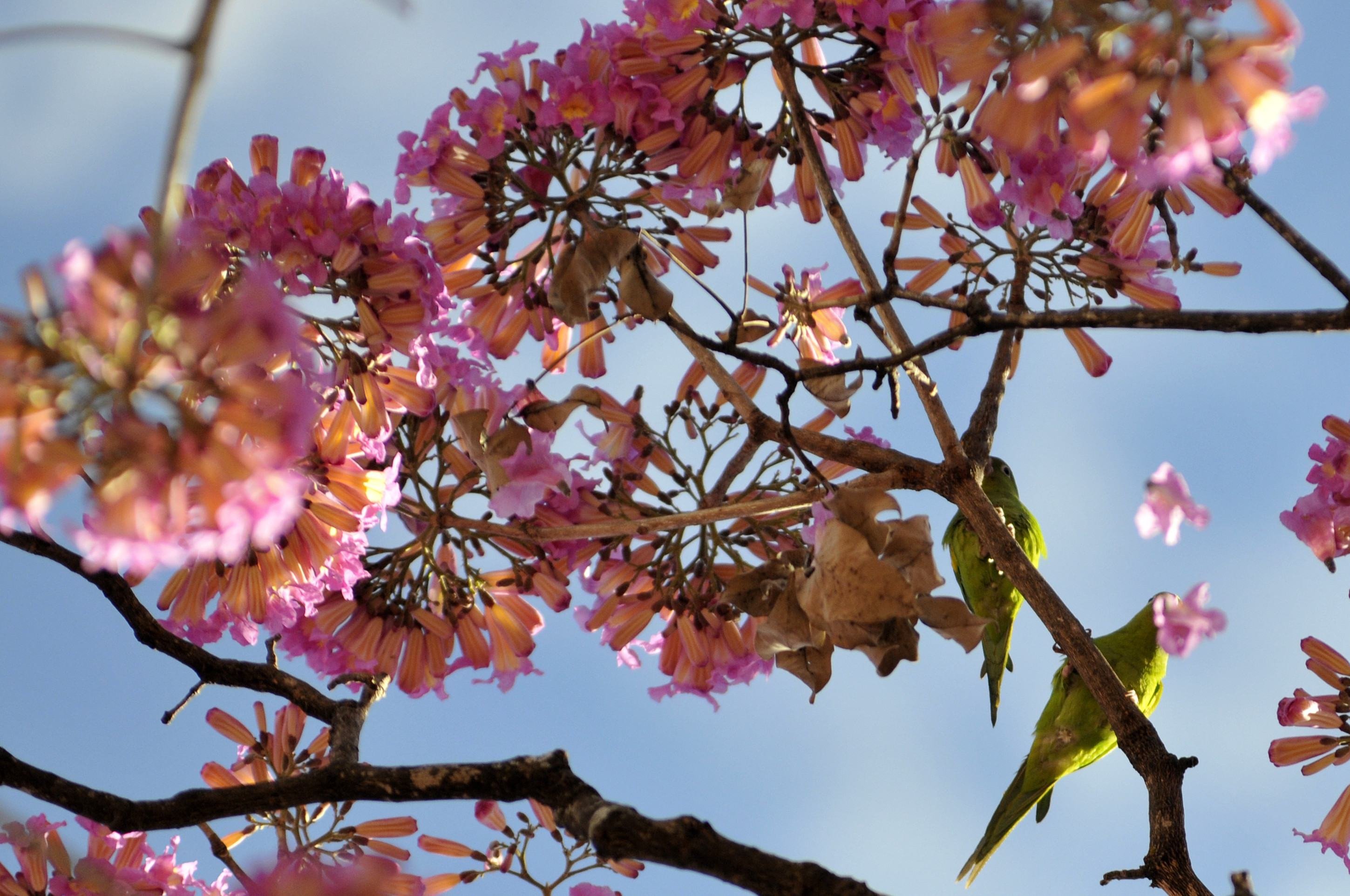 Ipês compõem a paisagem no Setor Bancário Sul