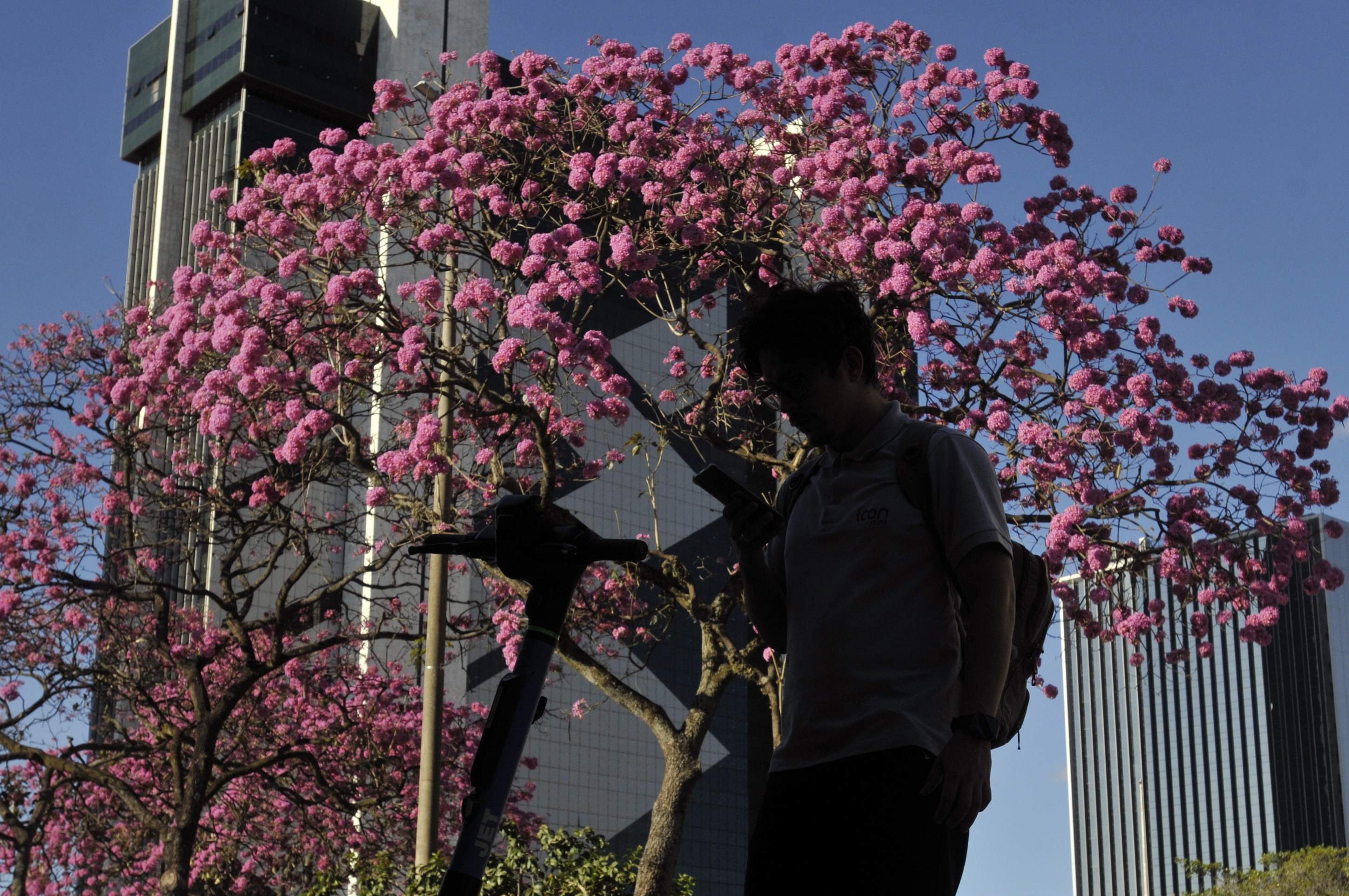 Ipês compõem a paisagem no Setor Bancário Sul