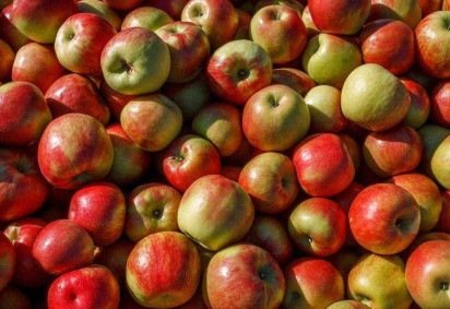 O consumo de maçãs aparentemente está associado a diversos benefícios à saúde -  (crédito: Getty Images)