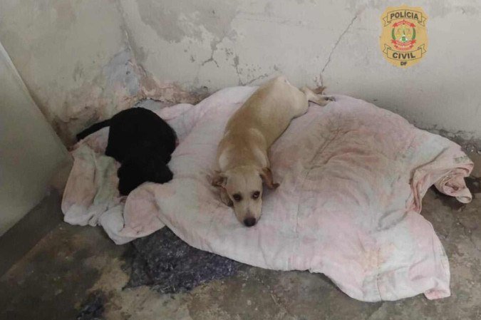 PCDF resgata cães vítimas de maus-tratos em Samambaia - (crédito: PCDF/Divulgação) PCDF resgata cães vítimas de maus-tratos em Samambaia - (crédito: PCDF/Divulgação)