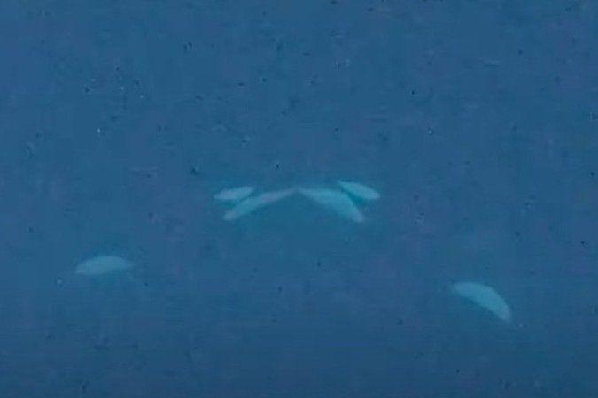Orcas são vistas durante beijo -  (crédito: Reprodução/Allison Kelly Estevez e Michael Estevez)