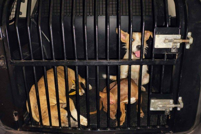 Cães foram resgatados em Samambaia - (crédito: PCDF/Divulgação) Cães foram resgatados em Samambaia - (crédito: PCDF/Divulgação)