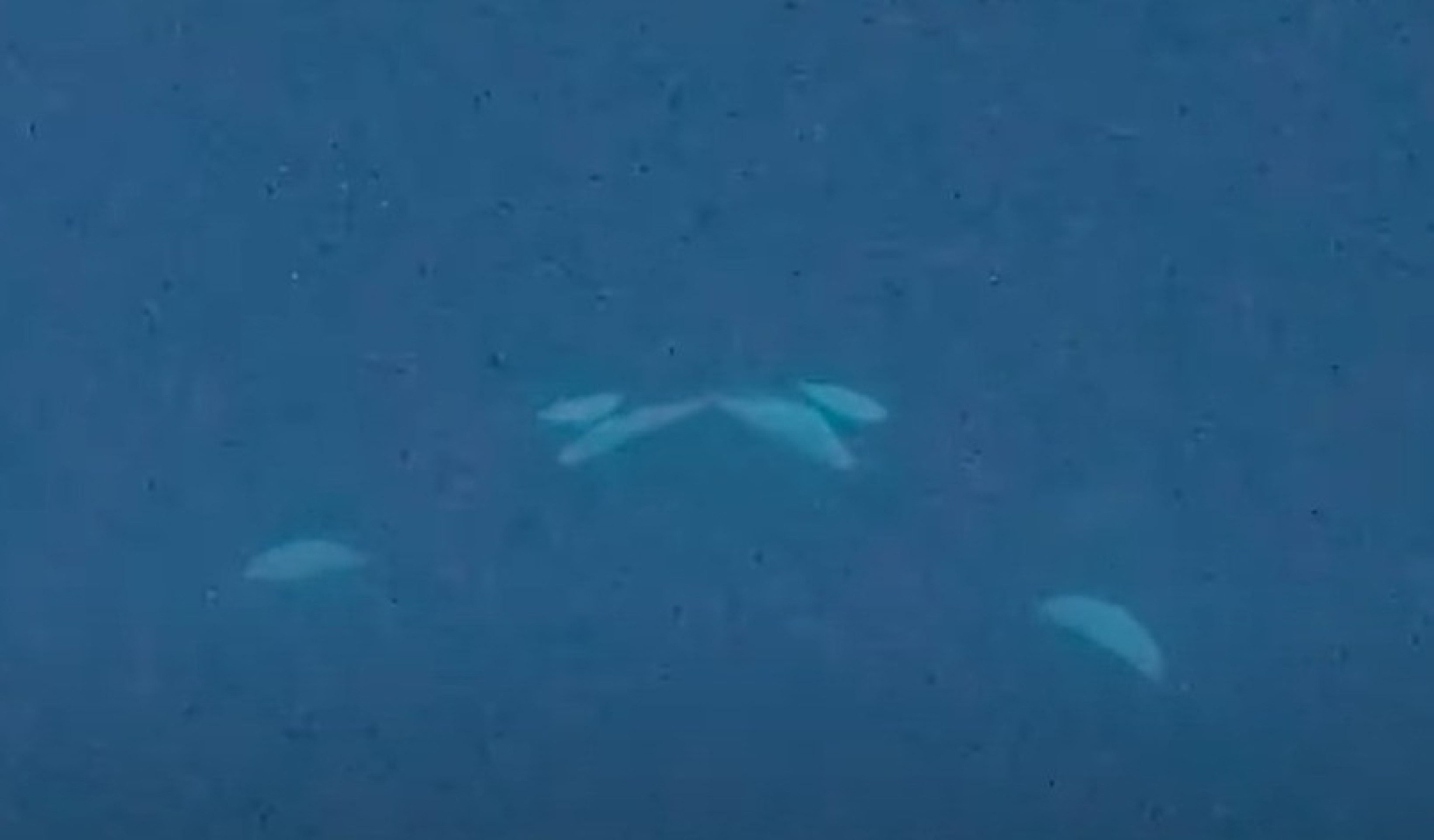 Orcas são flagradas dando 