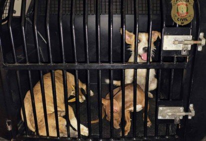 Polícia resgata cães famintos que se alimentavam de outro animal morto