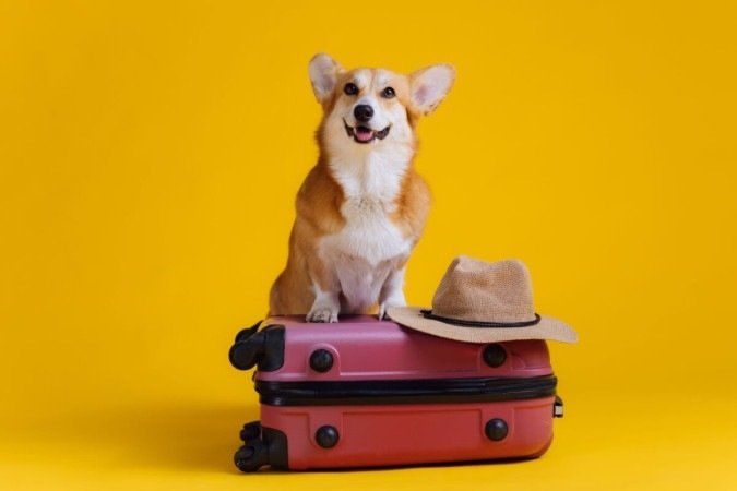 Levar seu animal de estimação em viagens requer cuidados especiais (Imagem: BONDART PHOTOGRAPHY | Shutterstock) -  (crédito: EdiCase)
