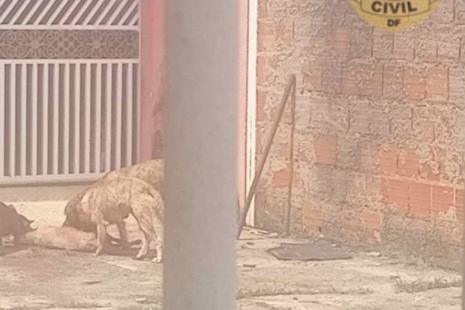Cães são resgatados em estado de fome extrema e canibalismo em Samambaia -  (crédito: PCDF/Divulgação)