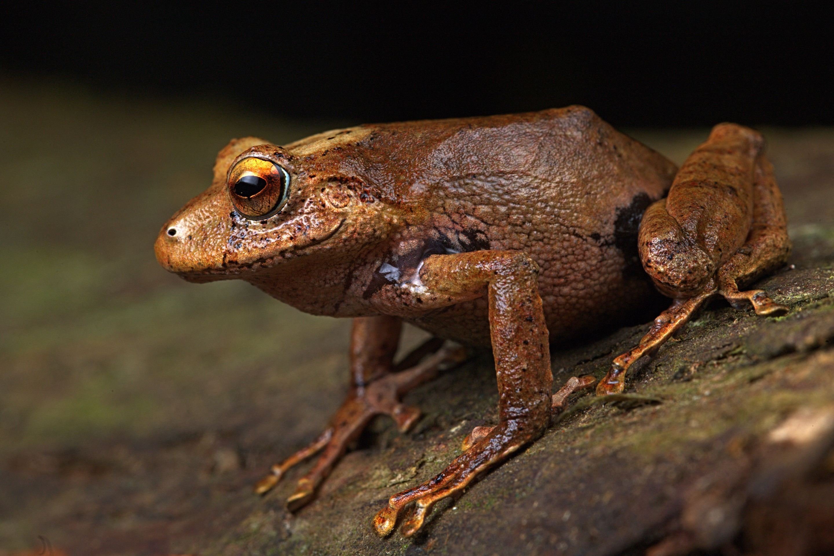 Nova espécie de sapo chamada Pristimantis nunezcortezi, uma das três novas espécies de sapo descobertas em uma cadeia de montanhas em Piura, no norte do Peru
