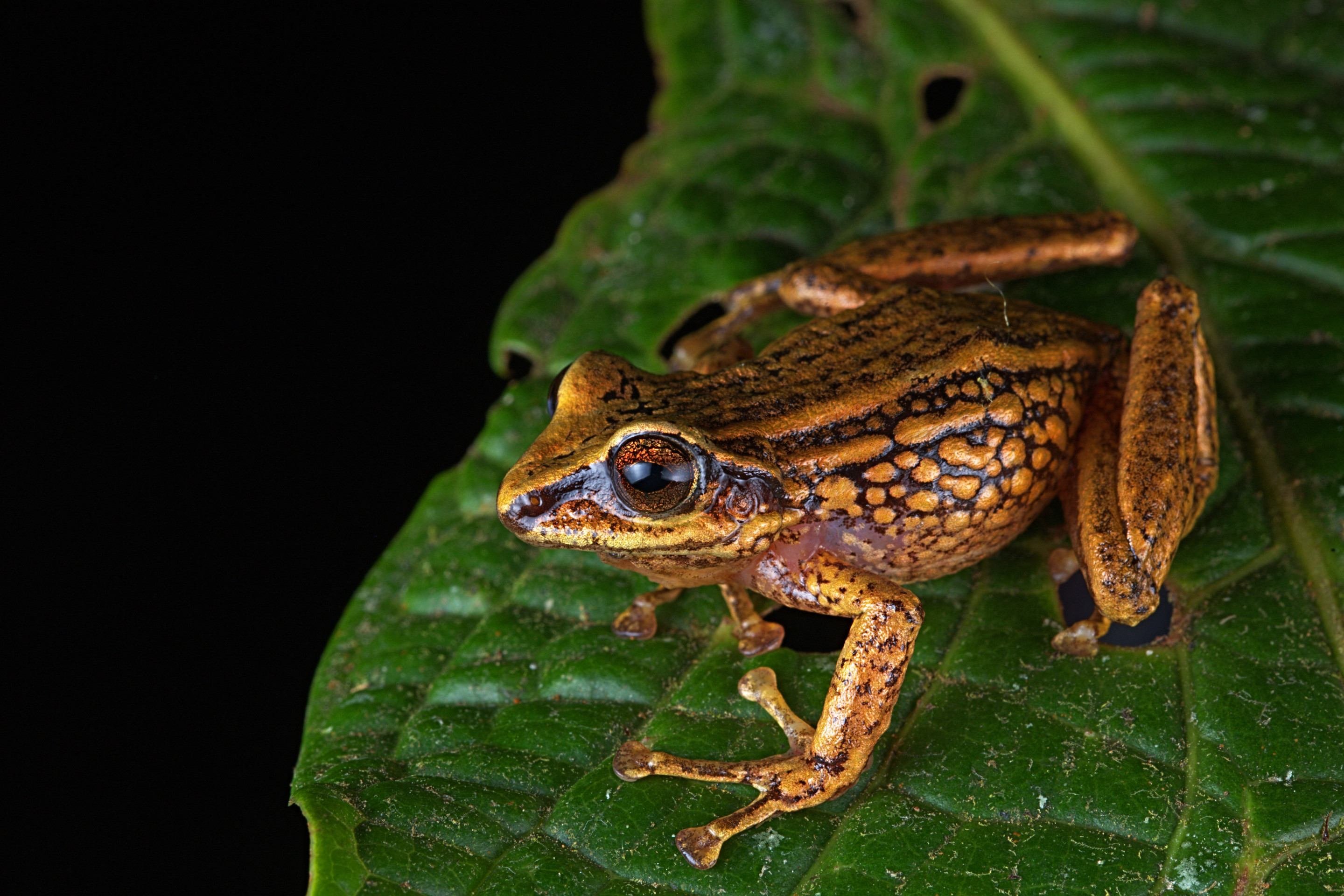 Nova espécie de sapo chamada Pristimantis chinguelas, uma das três novas espécies de sapo descobertas em uma cadeia de montanhas em Piura, no norte do Peru