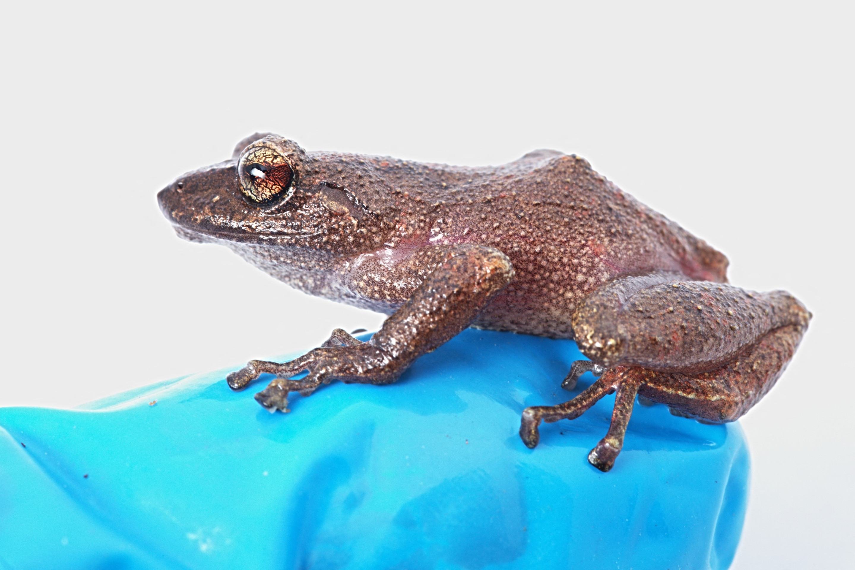 Nova espécie de sapo chamada Pristimantis yonke, uma das três novas espécies de sapo descobertas em uma cadeia de montanhas em Piura, no norte do Peru