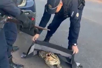 Jaguatirica é resgatada pela PMDF após atropelamento em Santa Maria. - (crédito: Material cedido ao Correio) Jaguatirica é resgatada pela PMDF após atropelamento em Santa Maria. - (crédito: Material cedido ao Correio)