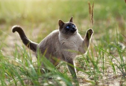 O thai é um gato de temperamento gentil, curioso e extremamente apegado aos seus tutores (Imagem: Irina Nedikova | Shutterstock) - (crédito: EdiCase) O thai é um gato de temperamento gentil, curioso e extremamente apegado aos seus tutores (Imagem: Irina Nedikova | Shutterstock) - (crédito: EdiCase)