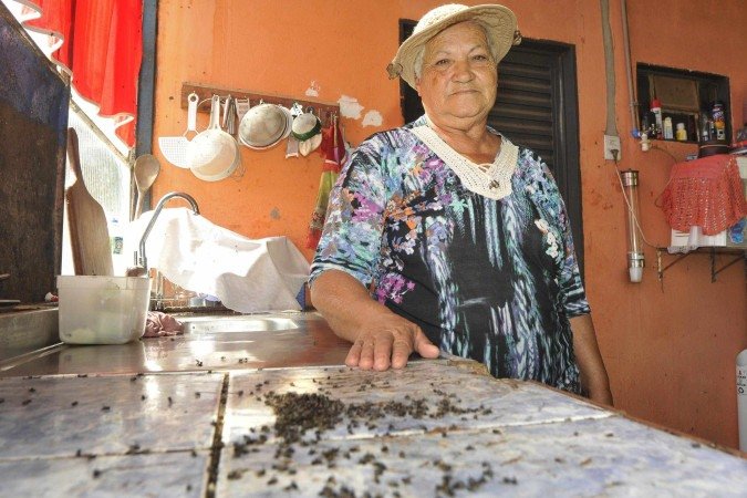 Joana Santana teve a casa infestada por moscas 