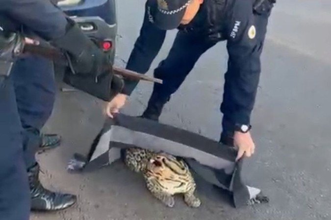 Jaguatirica é resgatada pela PMDF após atropelamento em Santa Maria. - (crédito: Material cedido ao Correio) Jaguatirica é resgatada pela PMDF após atropelamento em Santa Maria. - (crédito: Material cedido ao Correio)