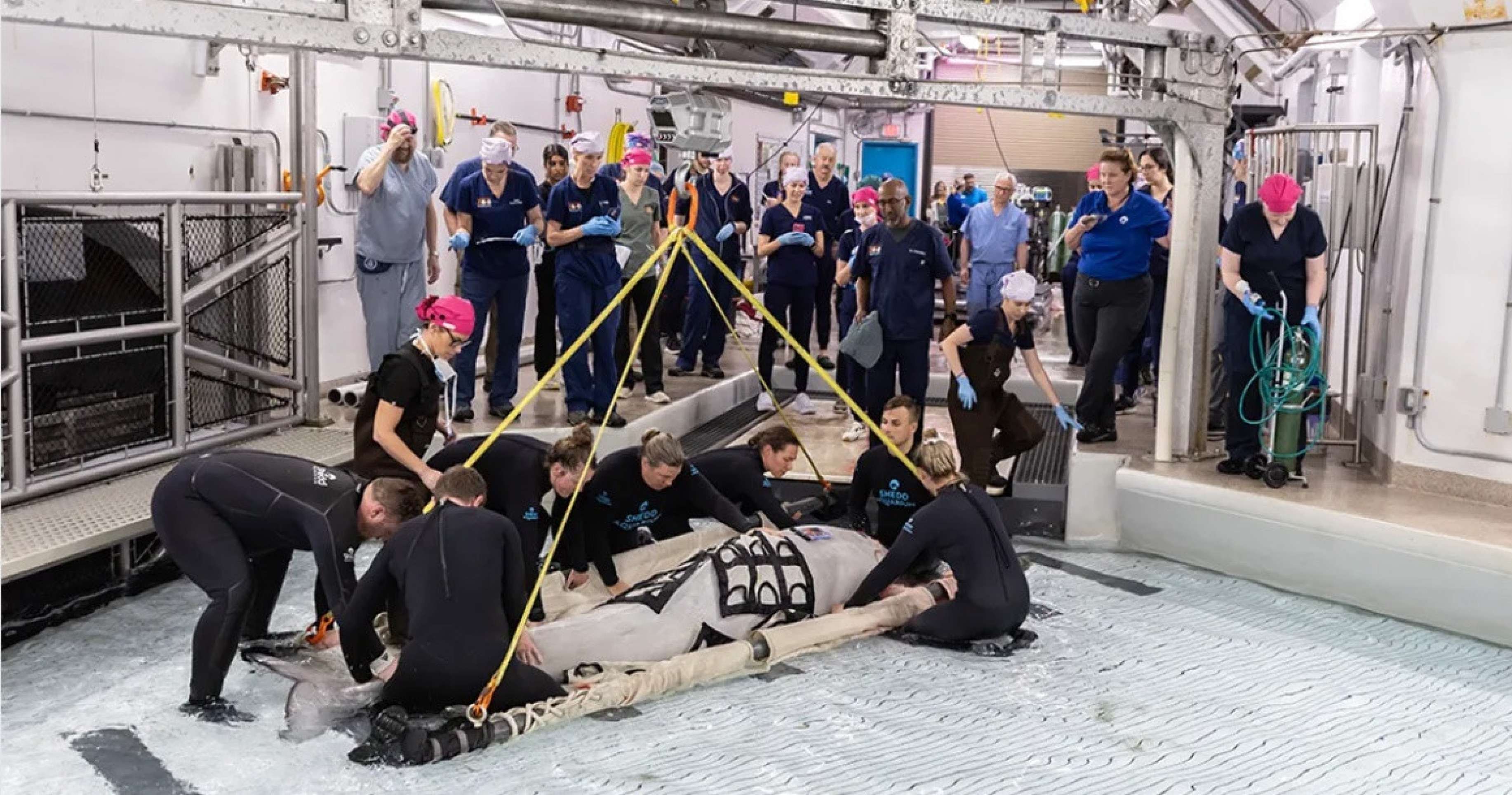 A primeira baleia que sobreviveu a anestesia geral para retirar cistos