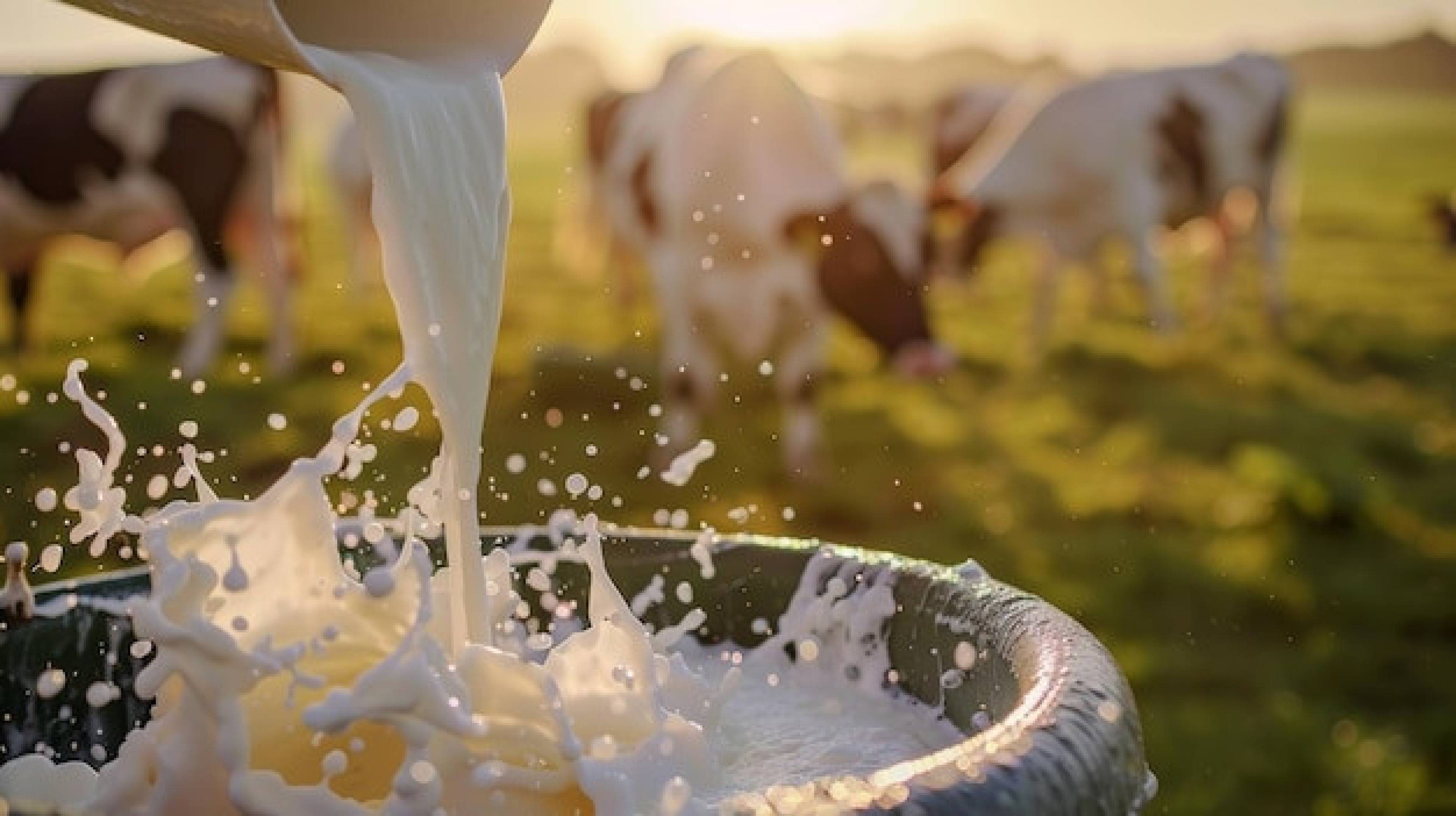 Aquecimento global afeta vacas e reduz a produção de leite, diz estudo