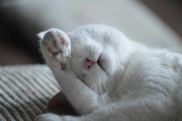 Ex-funcionária que envenenou 10 gatos é indiciada por maus-tratos em BH  - Shanon pixabay