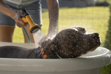  Quando o pet é bem cuidado, ele se sente bem, mais tranquilo e seguro -  (crédito: Reprodução/ Freepik )