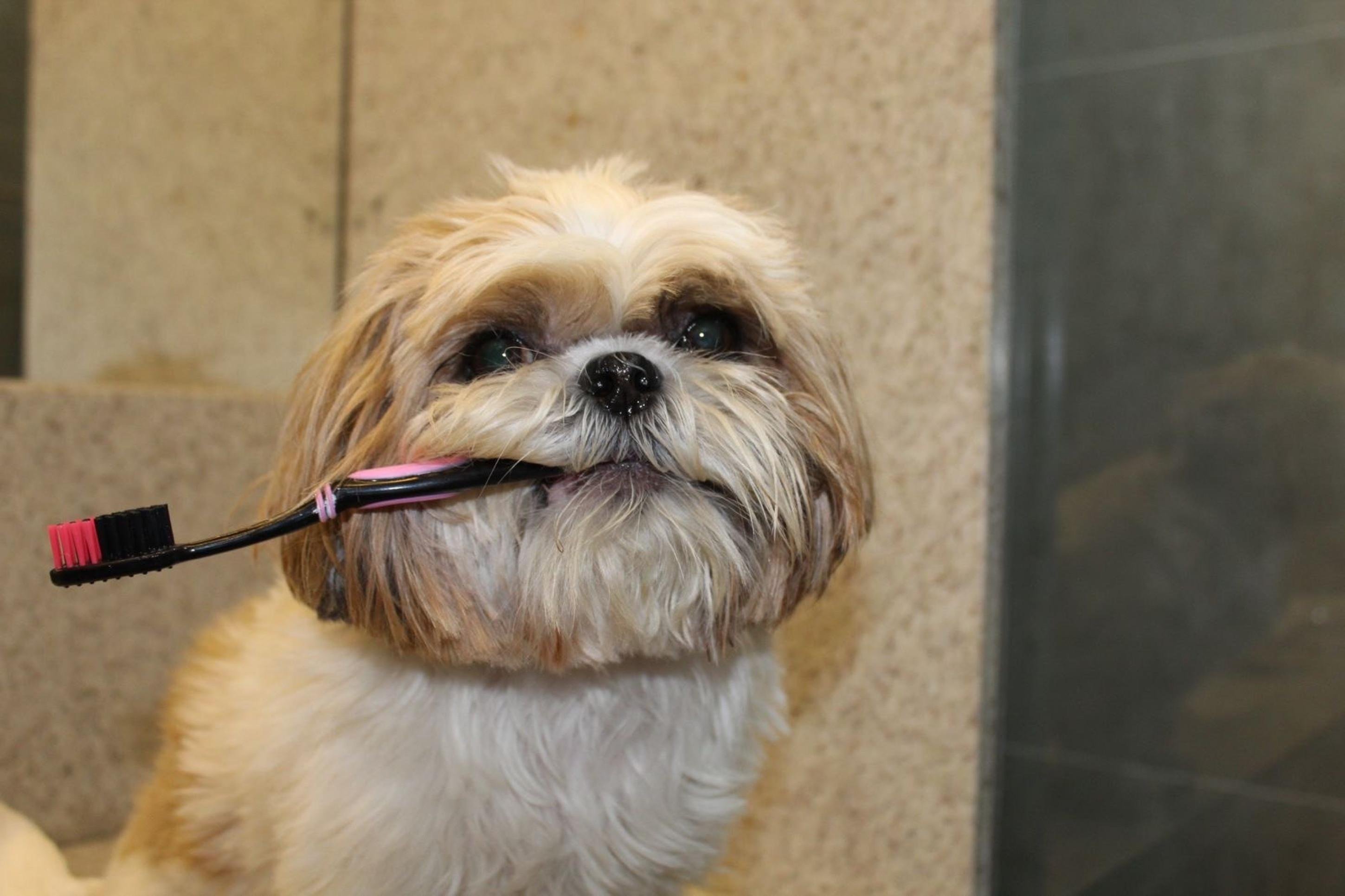 Sua tutora preza pela higiene de Betina, com cuidados diários e vigilantes 