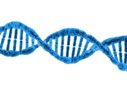 A adaptação teria ocorrido por alteração no DNA do baço, tornando o órgão maior que o dos outros humanos. -  (crédito: PublicDomainPictures por Pixabay)