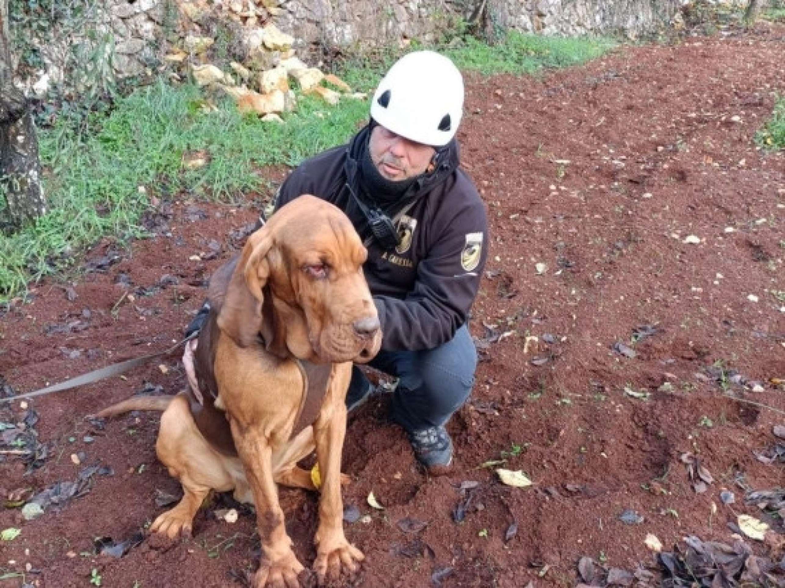 Cão farejador morre ao ingerir carne com pregos jogada no canil