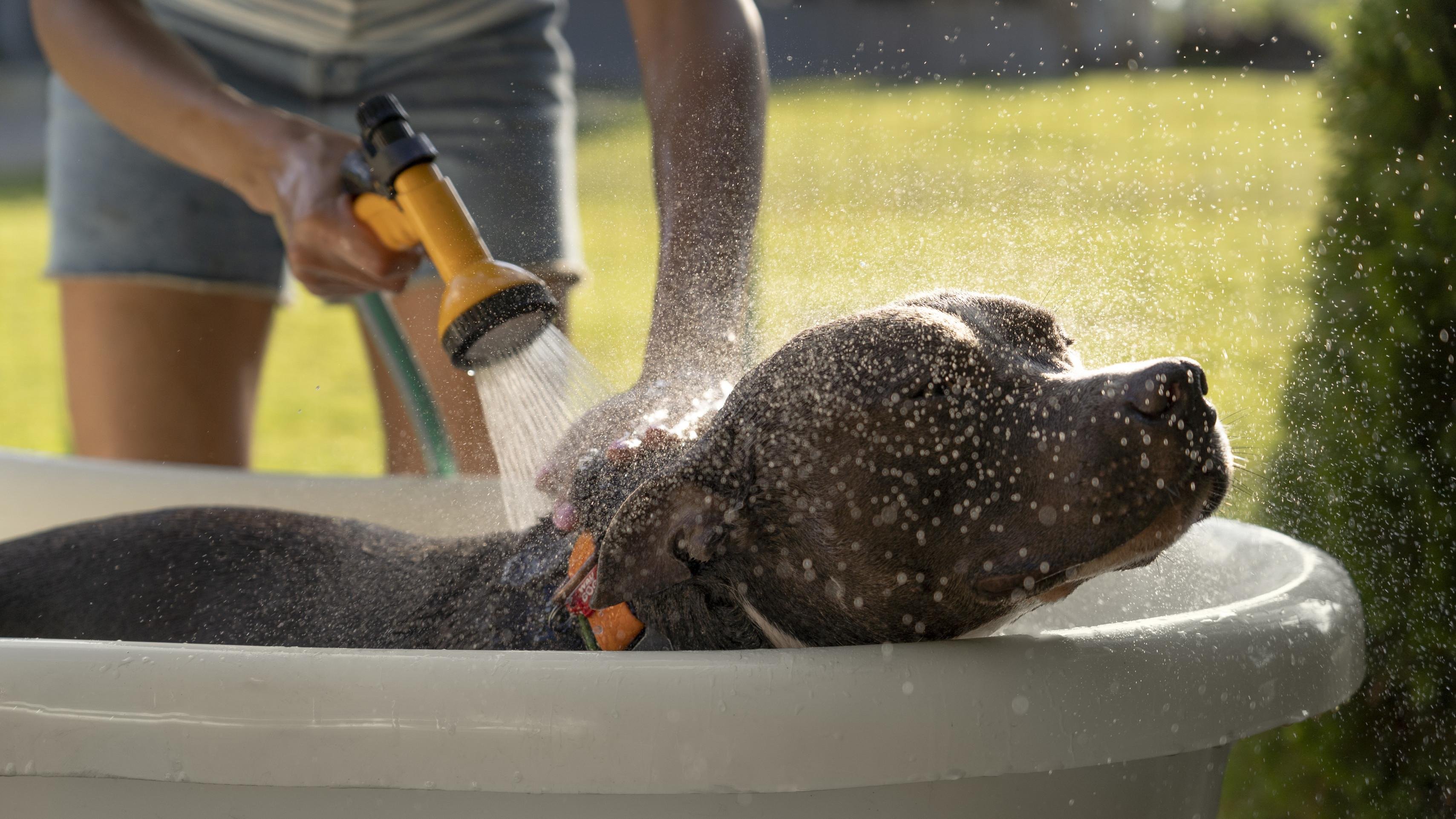 Tchau, sujeira! Cuidar da higiene dos pets é essencial para a saúde e bem-estar 