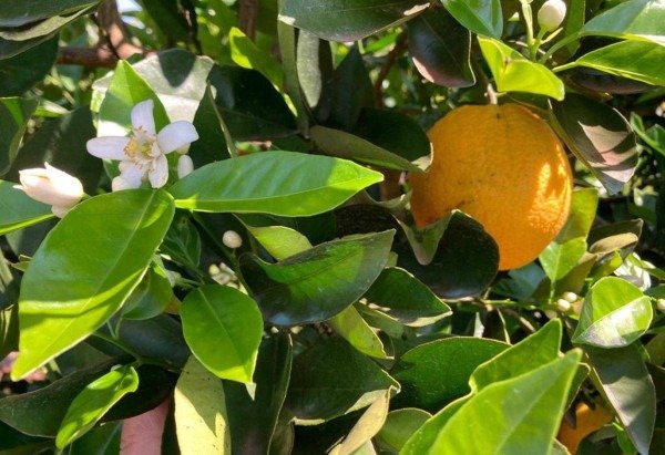 Divulgação/Embrapa/Carlos Ronquim